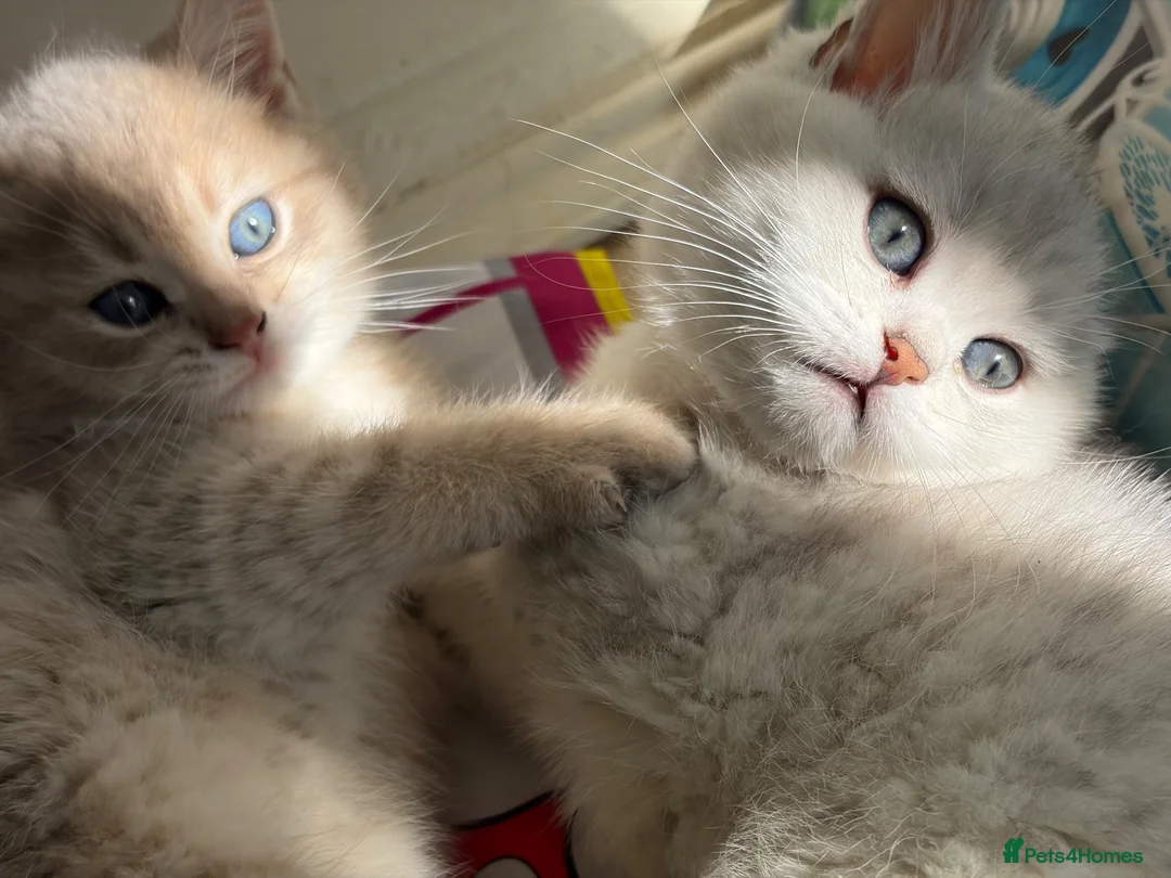 Brazilian Shorthair cats for sale: 2 Girls | Fully Pedigree British Shorthair | GCCF  - Advert 1