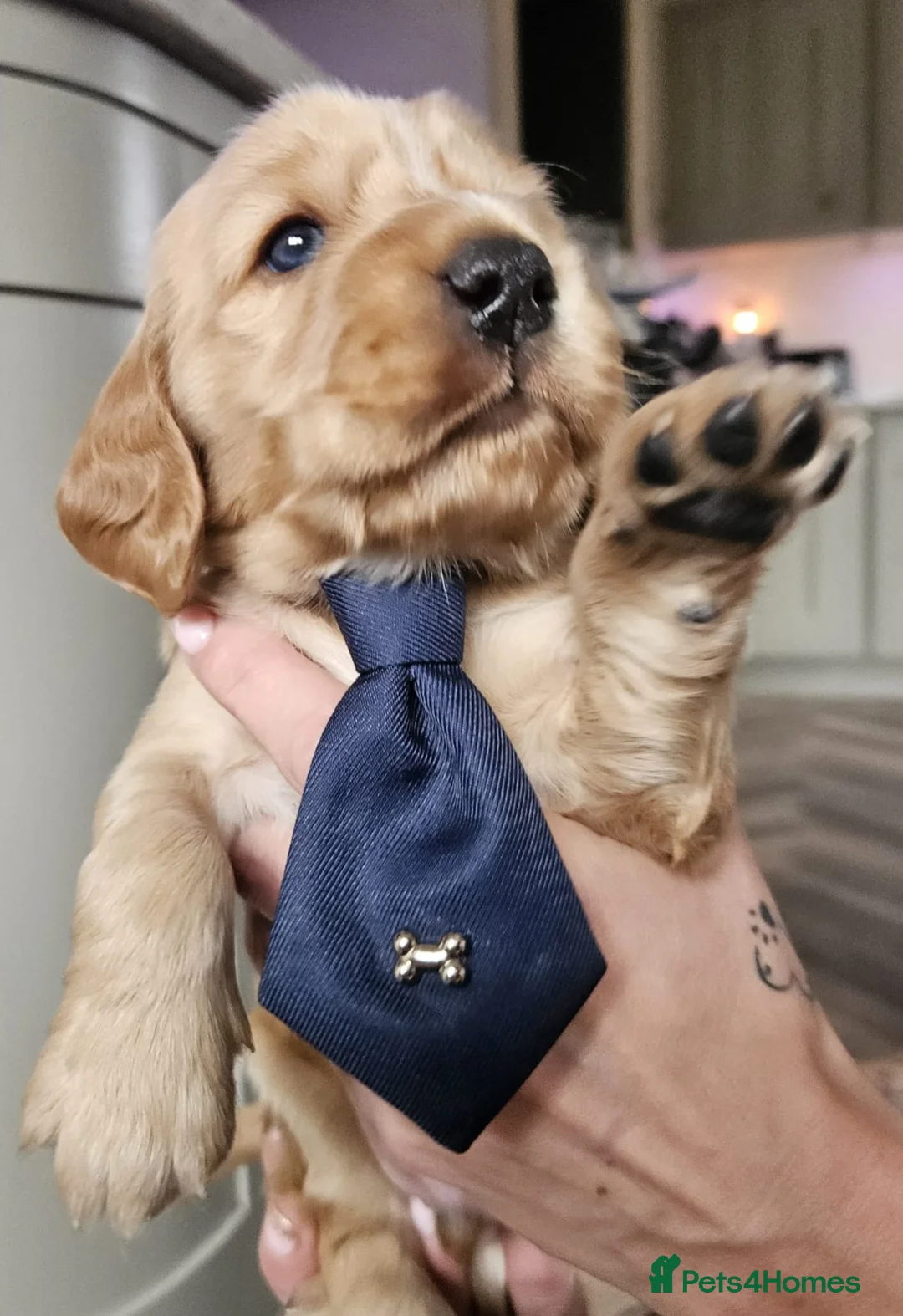 Cocker Spaniel dogs for sale: Show type Simbawood Cocker spaniel puppies  - Advert 4