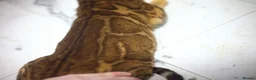 Bengal cats for sale: Unique Line Bengals Expected  - Advert 19