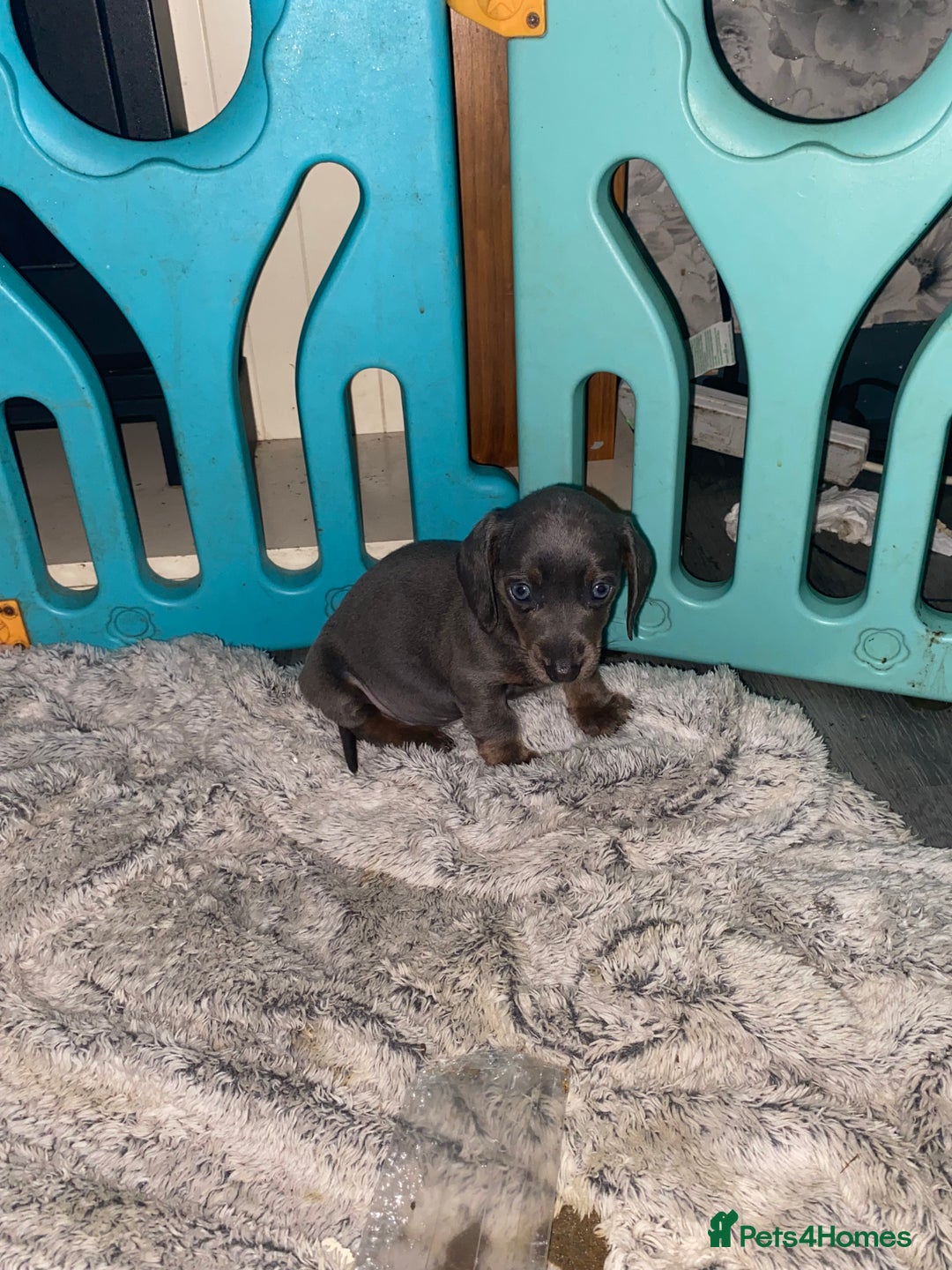 Dachshund dogs for sale:  dachshunds puppies  - Advert 9