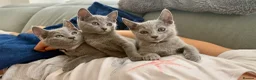 Russian Blue cats for sale: Russian Blue Kittens - Advert 5