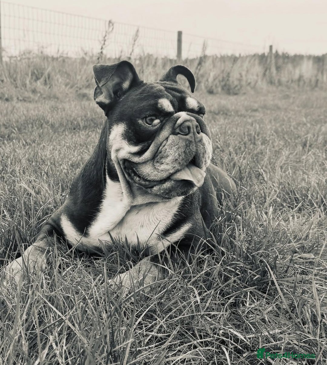 English Bulldog dogs for sale: Looking for my new home - Advert 1