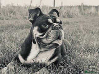 English Bulldog dogs Looking for my new home - Advert 1