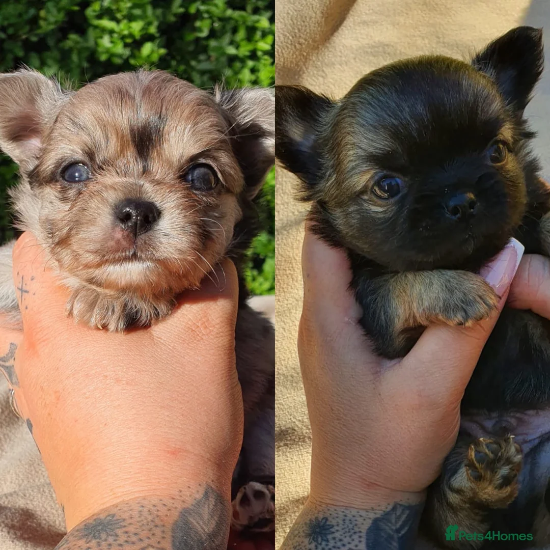 Chihuahua dogs for stud: KC REG HEALTH TESTED - Advert 22