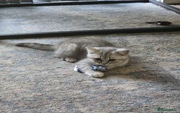 British Shorthair cats for sale: 2 British short hair & 1 long haired kittens - Image 16