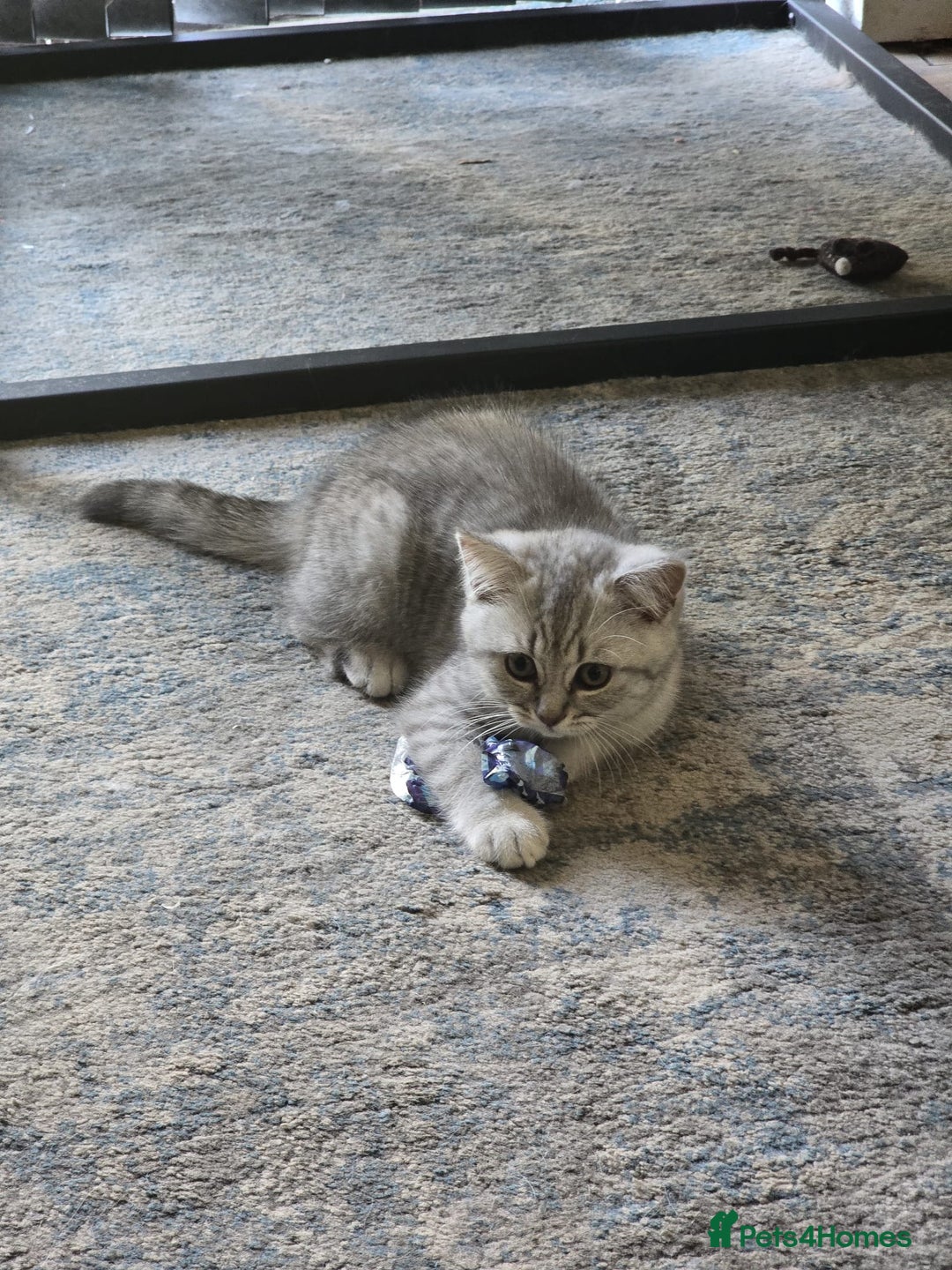 British Shorthair cats for sale: 2 British short hair & 1 long haired kittens - Image 16