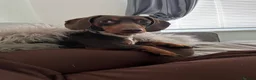 Miniature Dachshund dogs for stud: Miniature Dachshund Stud in Hartlepool - Advert 6