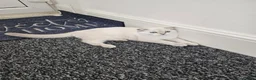 Scottish Fold cats for sale: Scottish fold kitten 4months old beautiful boy in London - Advert 7