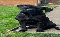 Cane Corso dogs for sale: BROWN BRIDLES chunky canecorso puppies - Image 8