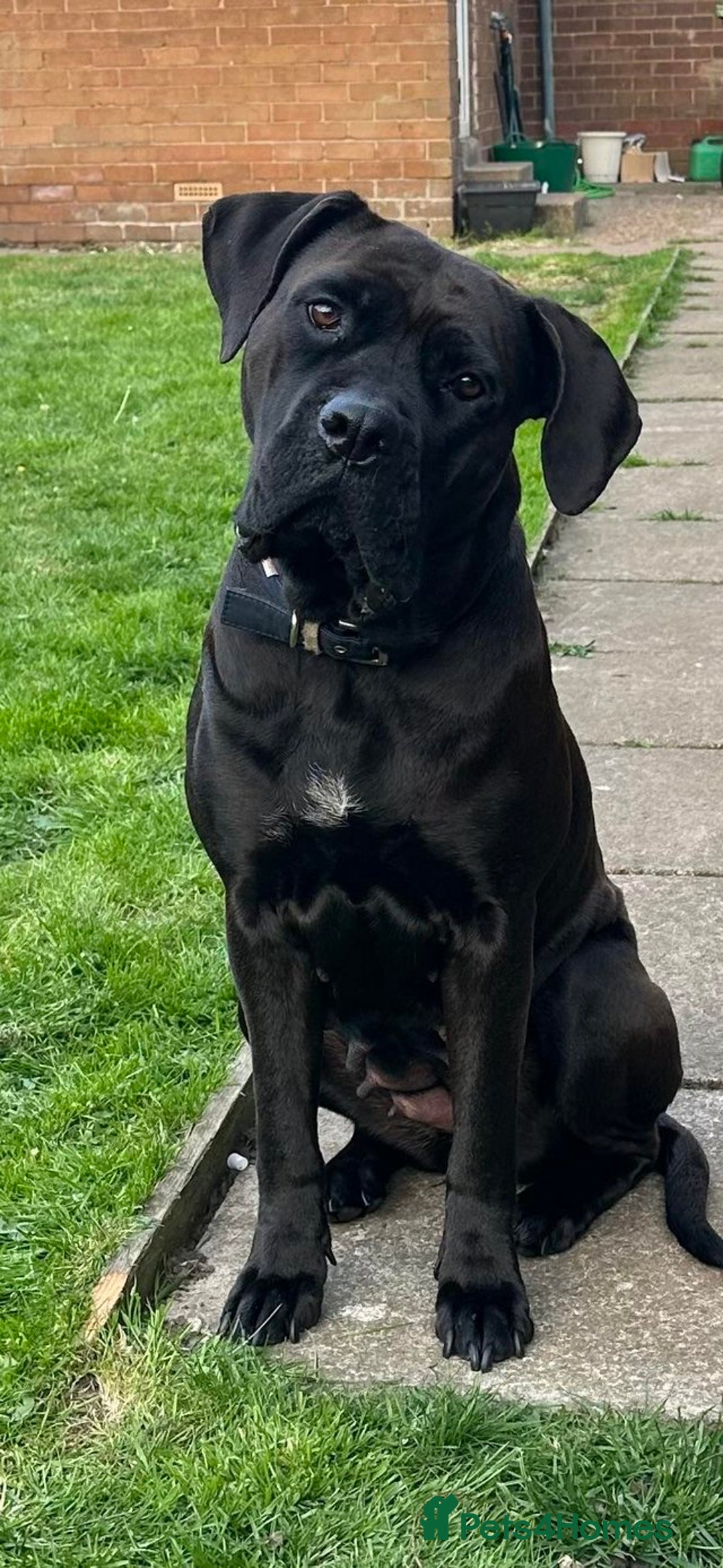 Cane Corso dogs for sale: BROWN BRIDLES chunky canecorso puppies - Image 8