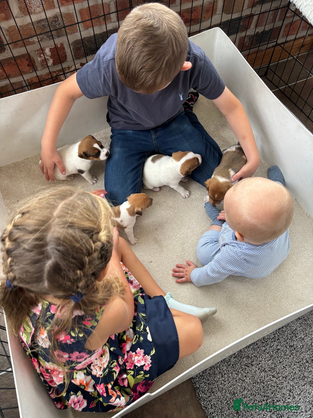 Jack Russell dogs for sale: Quality Jack Russell Puppies - Image 12