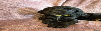 Cocker Spaniel 7