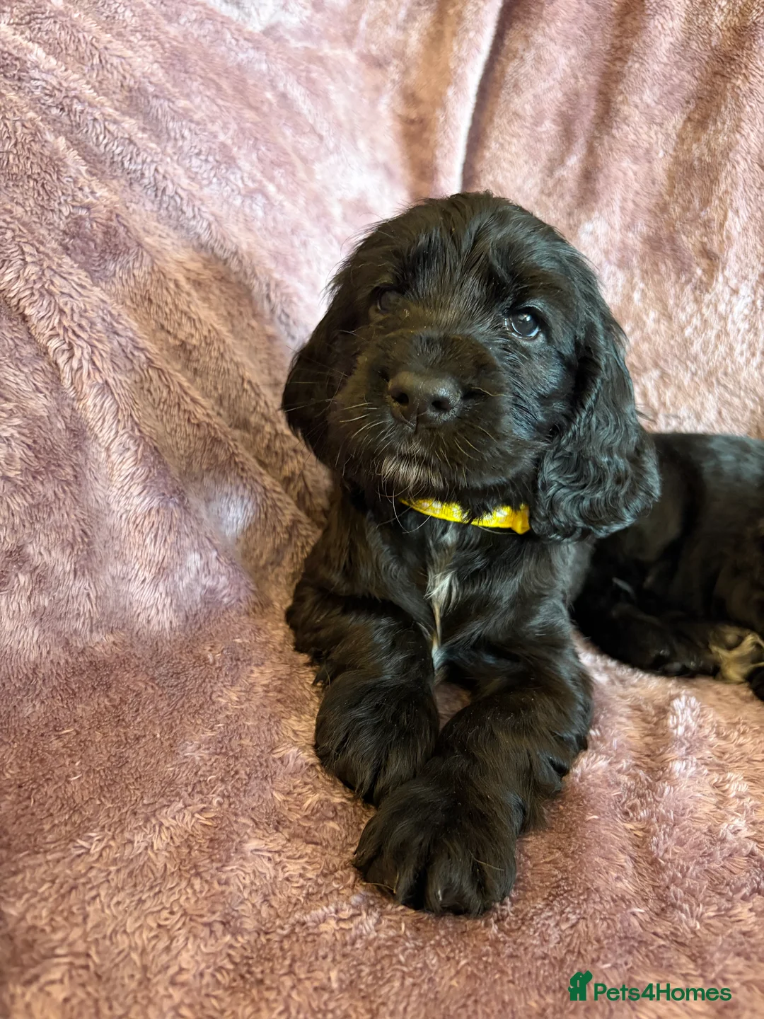 Cocker Spaniel dogs for sale: Beautiful show type cocker spaniel puppies - Advert 2