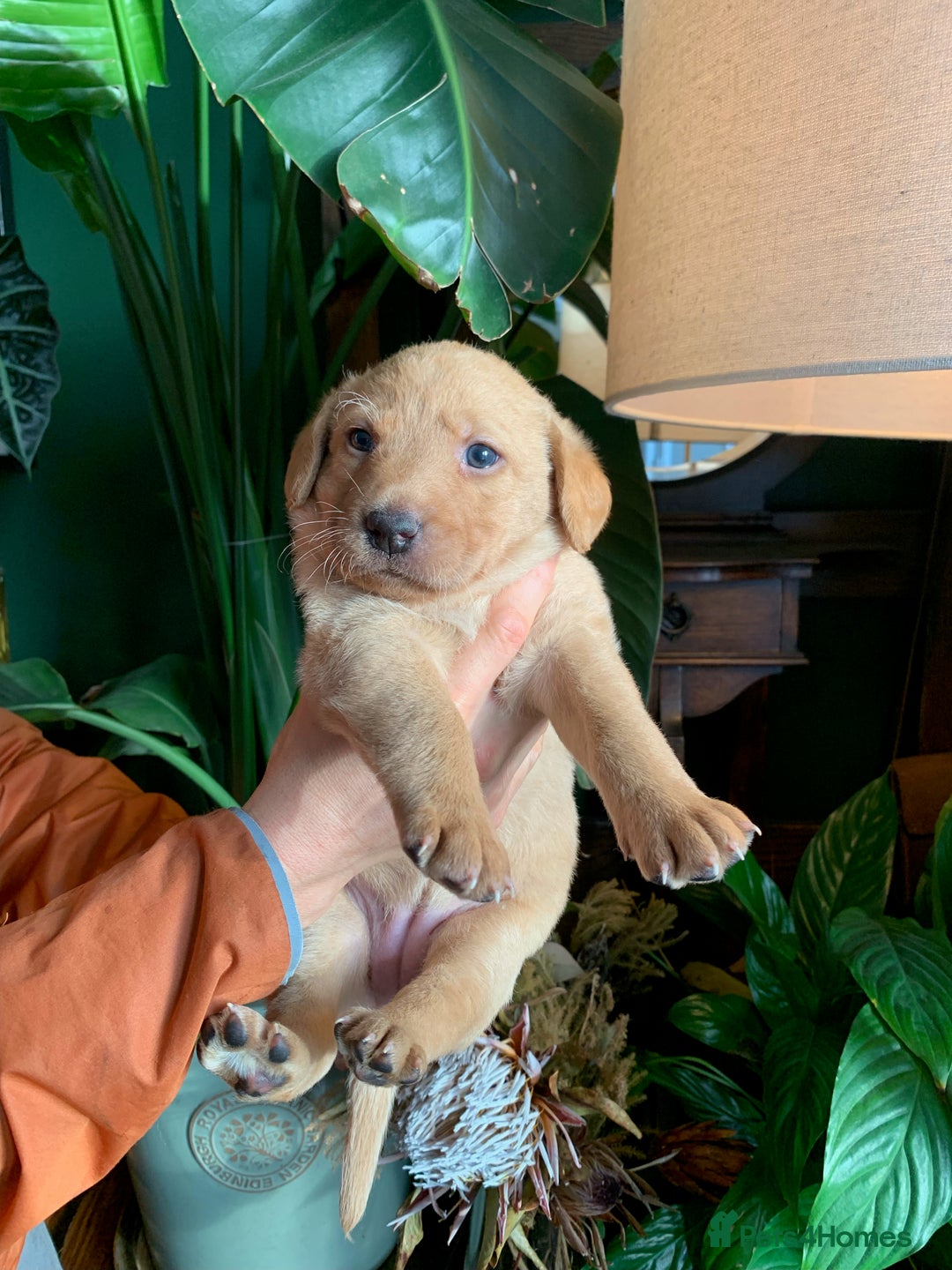 Labrador Retriever dogs for sale: Beautiful Kc registered Royal bloodline Labrador  - Advert 16