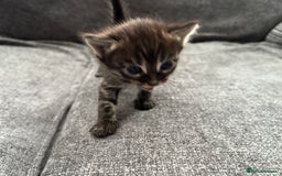 Bengal cats for sale: Russian Blue Bengal Kittens - Image 29