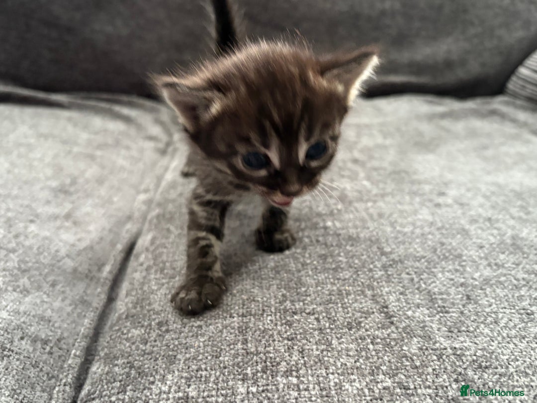 Bengal cats for sale: Russian Blue Bengal Kittens - Image 29