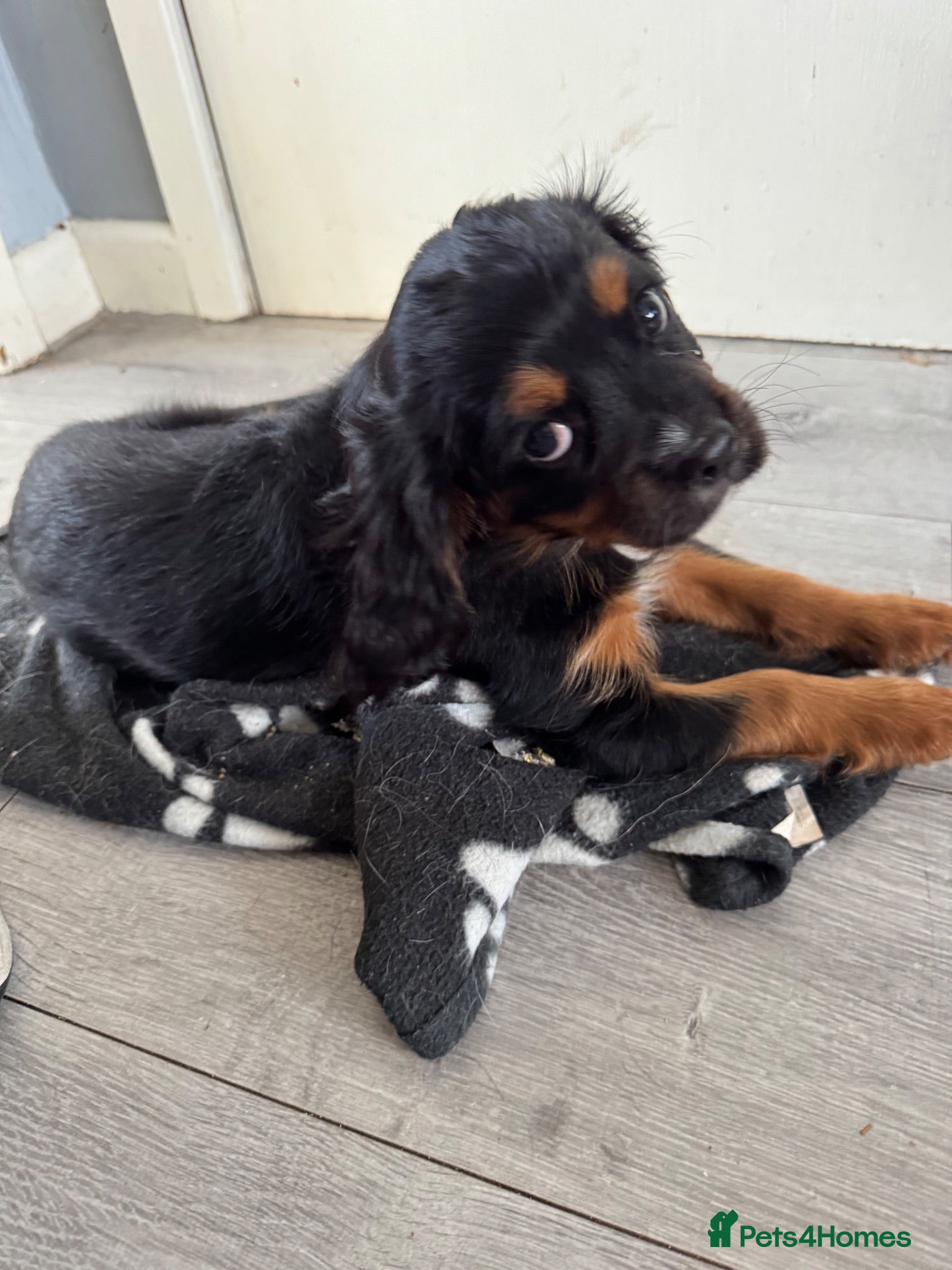 Cavalier King Charles Spaniel dogs Ready now! Cavalier King Charles spaniel  - Advert 10