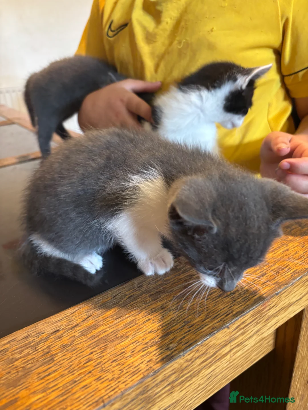 British Shorthair cats for sale: Kittens for sale  - Advert 2