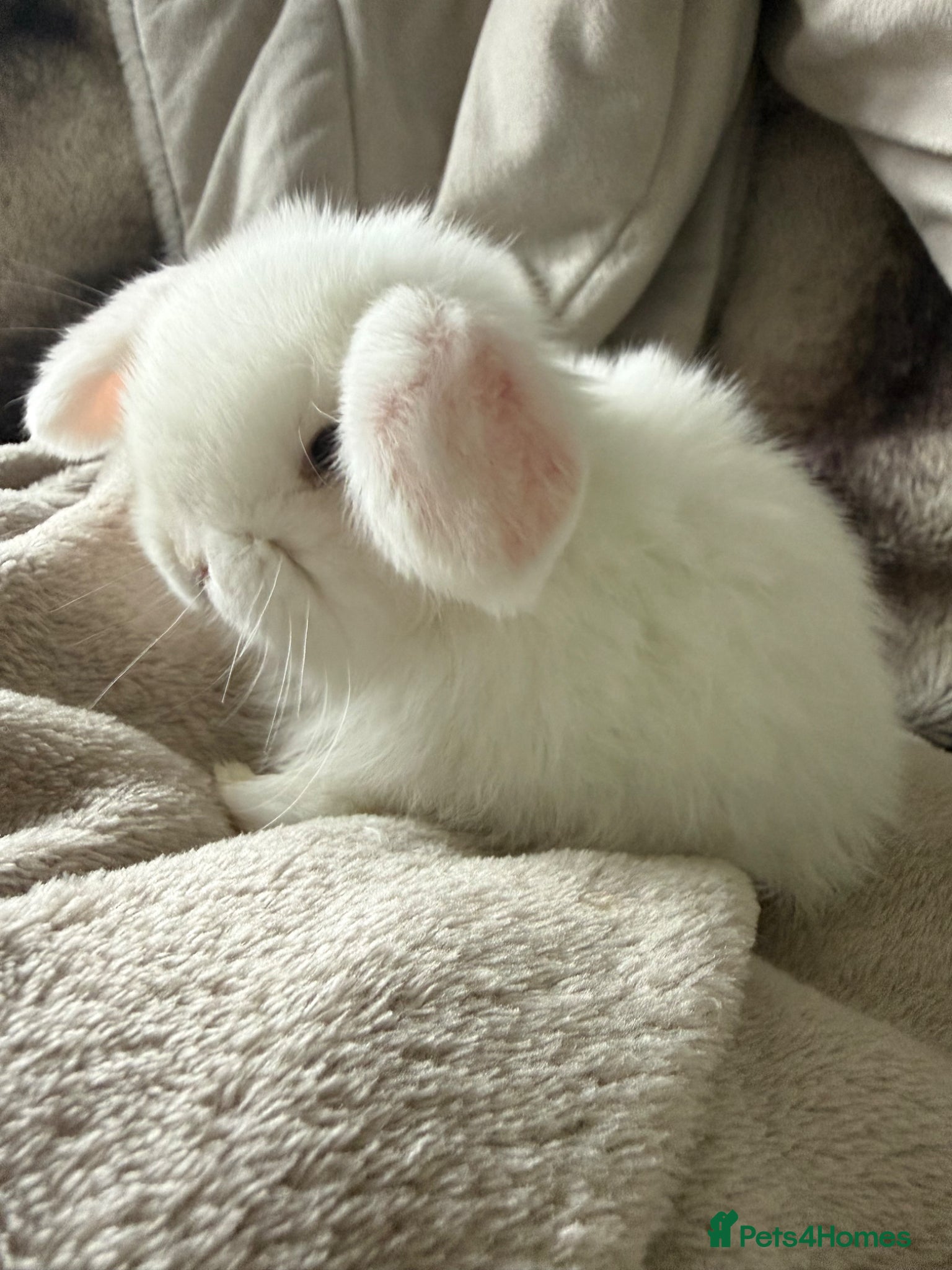 Mini Lop rabbits Blue eyed White mini lops.  - Advert 2