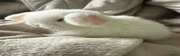 Mini Lop rabbits for sale: Blue eyed White mini lops.  - Advert 1
