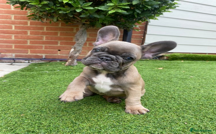 French Bulldog dogs - Advert 7