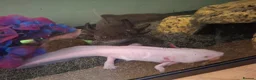 Axolotl reptiles for sale: 2 x Axolotls  - Advert 7