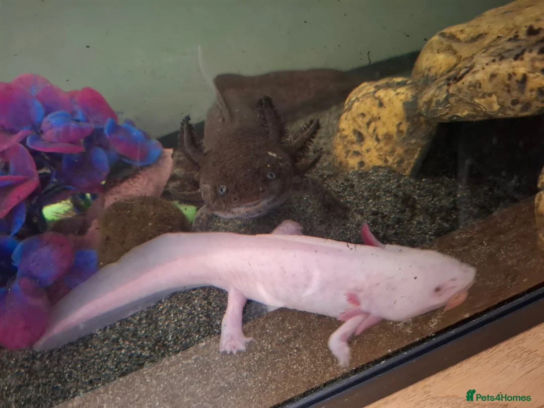 Axolotl reptiles for sale: 2 x Axolotls  - Advert 7