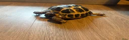 Hermann Tortoise reptiles for sale: Herman’s tortoises  - Advert 1