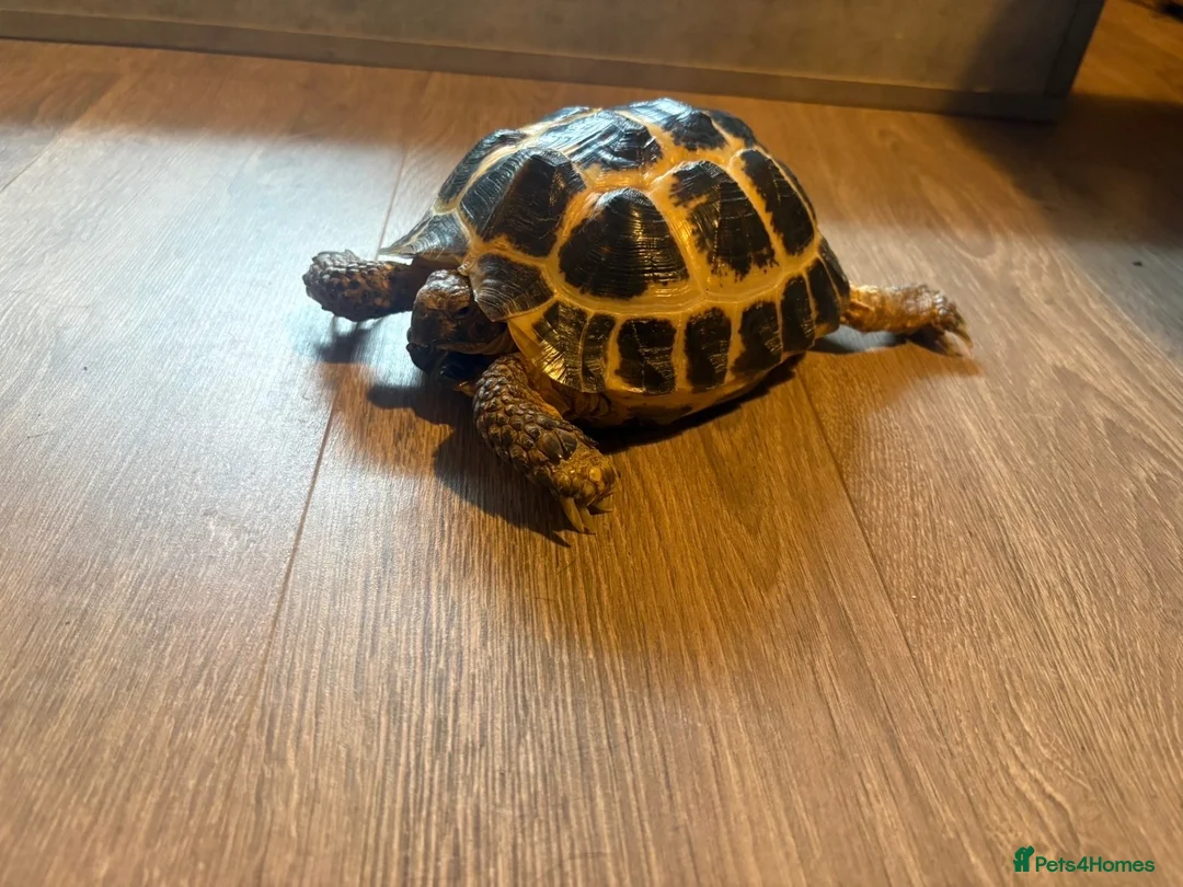Hermann Tortoise reptiles for sale: Herman’s tortoises  - Advert 1