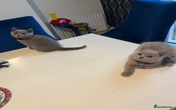 British Shorthair cats for sale: Beautiful  lilac and blue kittens 2 boys 1 girl - Image 26