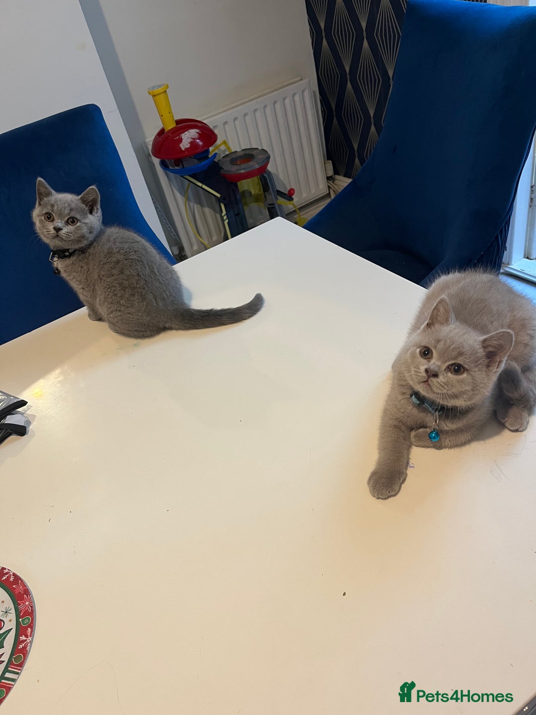 British Shorthair cats for sale: Beautiful  lilac and blue kittens 2 boys 1 girl - Image 26