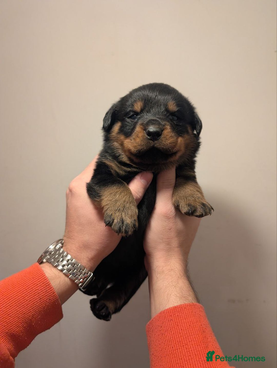 Rottweiler dogs for sale: 🐶 KC Rottweiler Puppies – German ADRK Bloodlines - Advert 24