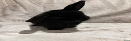 Mini Lop rabbits for sale: Mini lop cross Dutch females  - Advert 2