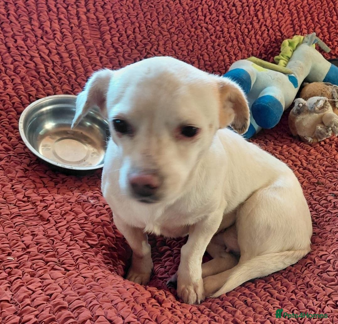Mixed Breed dogs 🐾💕 KARA – A Tiny Girl with an Enormous Heart💕🐾 - Advert 1