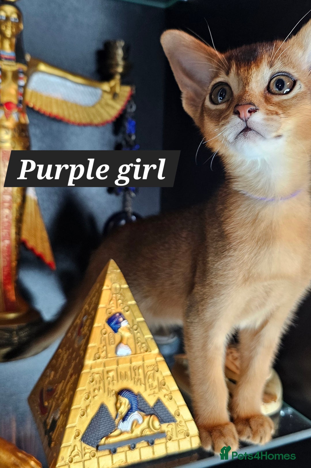 Abyssinian cats for sale: 4 Abyssinian kittens for sale - Advert 4