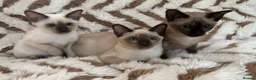 Tonkinese cats for sale: Exceptional pedigree Tonkinese - Advert 4