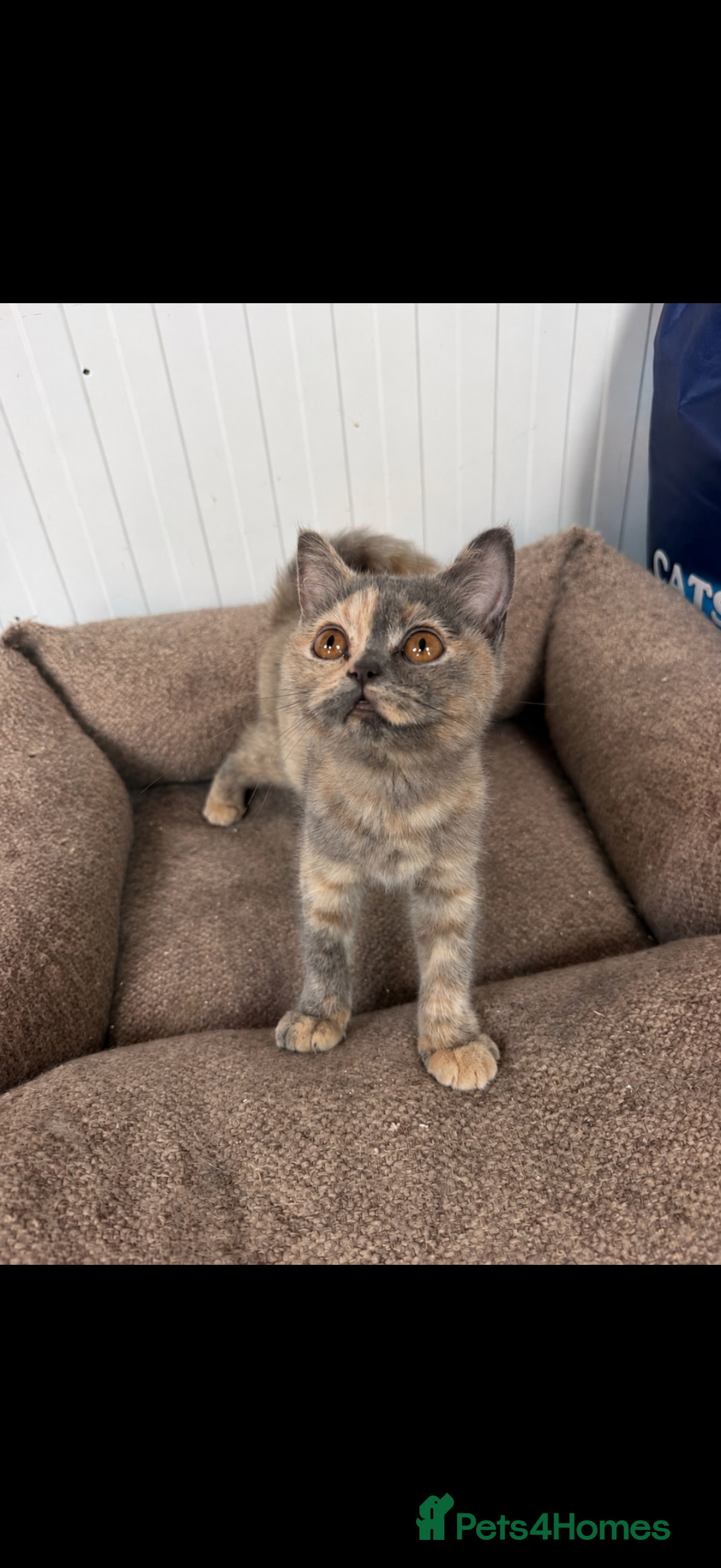 British Shorthair cats Beautiful British Shorthair Girl - Advert 1