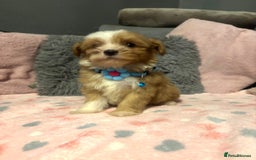 Mixed Breed dogs for sale: Lhasa apso x chorkie  - Image 8