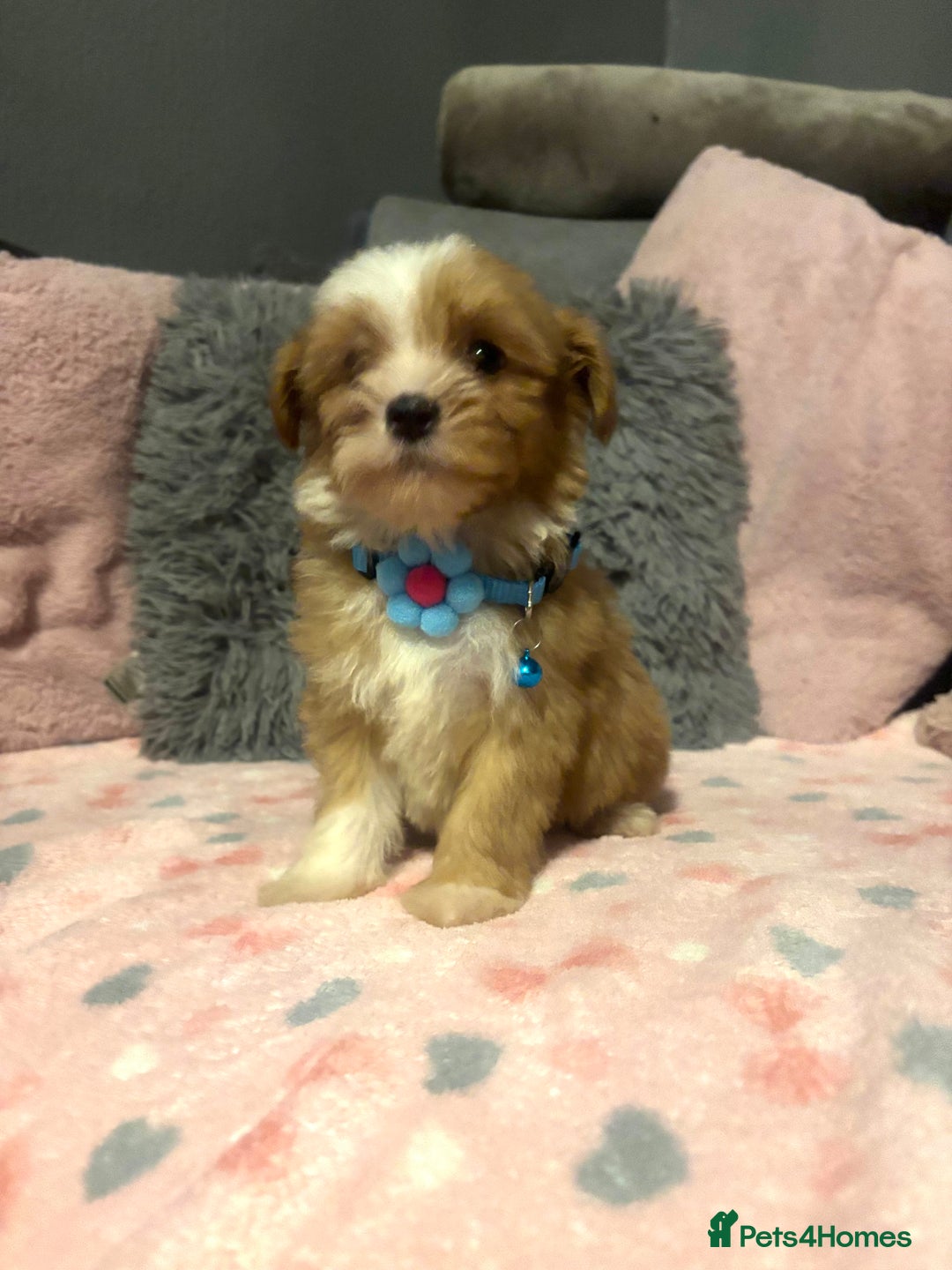 Mixed Breed dogs for sale: Lhasa apso x chorkie  - Image 8