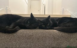 Bombay cats for sale: Two Loving Indoor Cats Looking for a Forever Home - Image 1