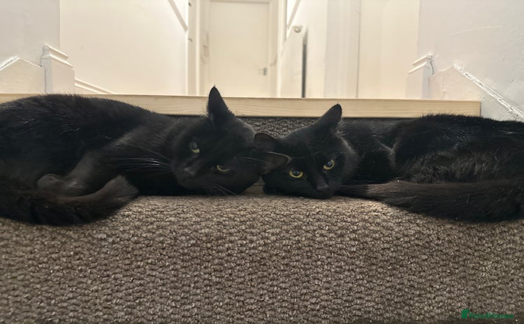 Bombay cats - Advert 1