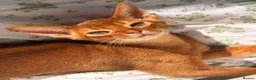 Abyssinian cats for sale: Stunning Abyssinian champion line kittens-last boy - Advert 3