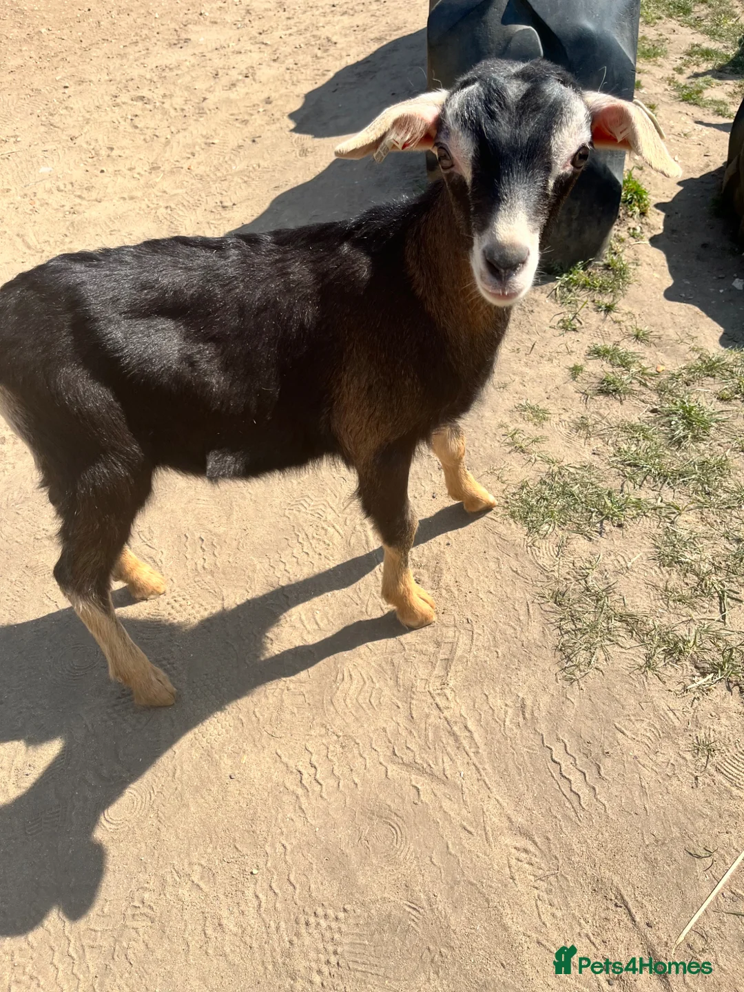 Goats livestock for sale: Super friendly pet goats!  - Advert 9