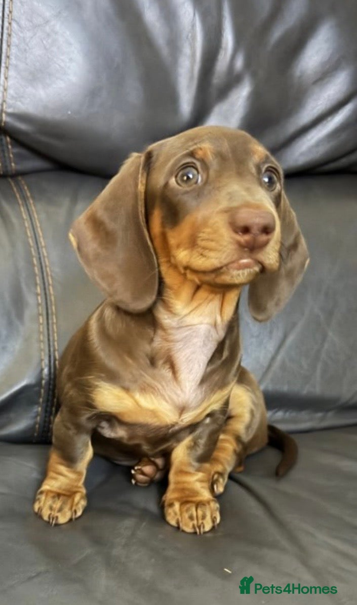 Miniature Dachshund dogs 🐾 Just One Beautiful Puppy Left! 🐾 - Advert 2