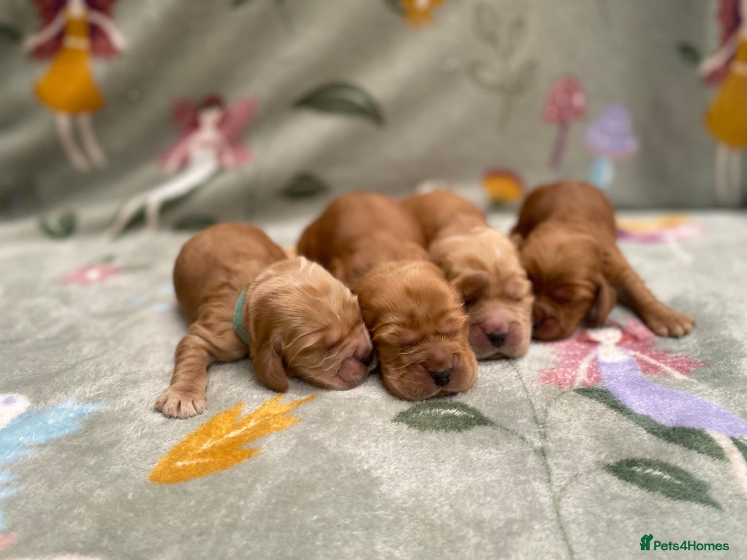Cocker Spaniel dogs for sale: KC Reg Show Type Golden Cocker Spaniel puppies - Image 6