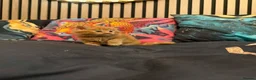 Maine Coon cats for sale: Main coon kittens - Advert 21