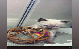 Ragdoll cats for sale: 6 adorable ragdoll kittens 🩷🩵 - Image 8