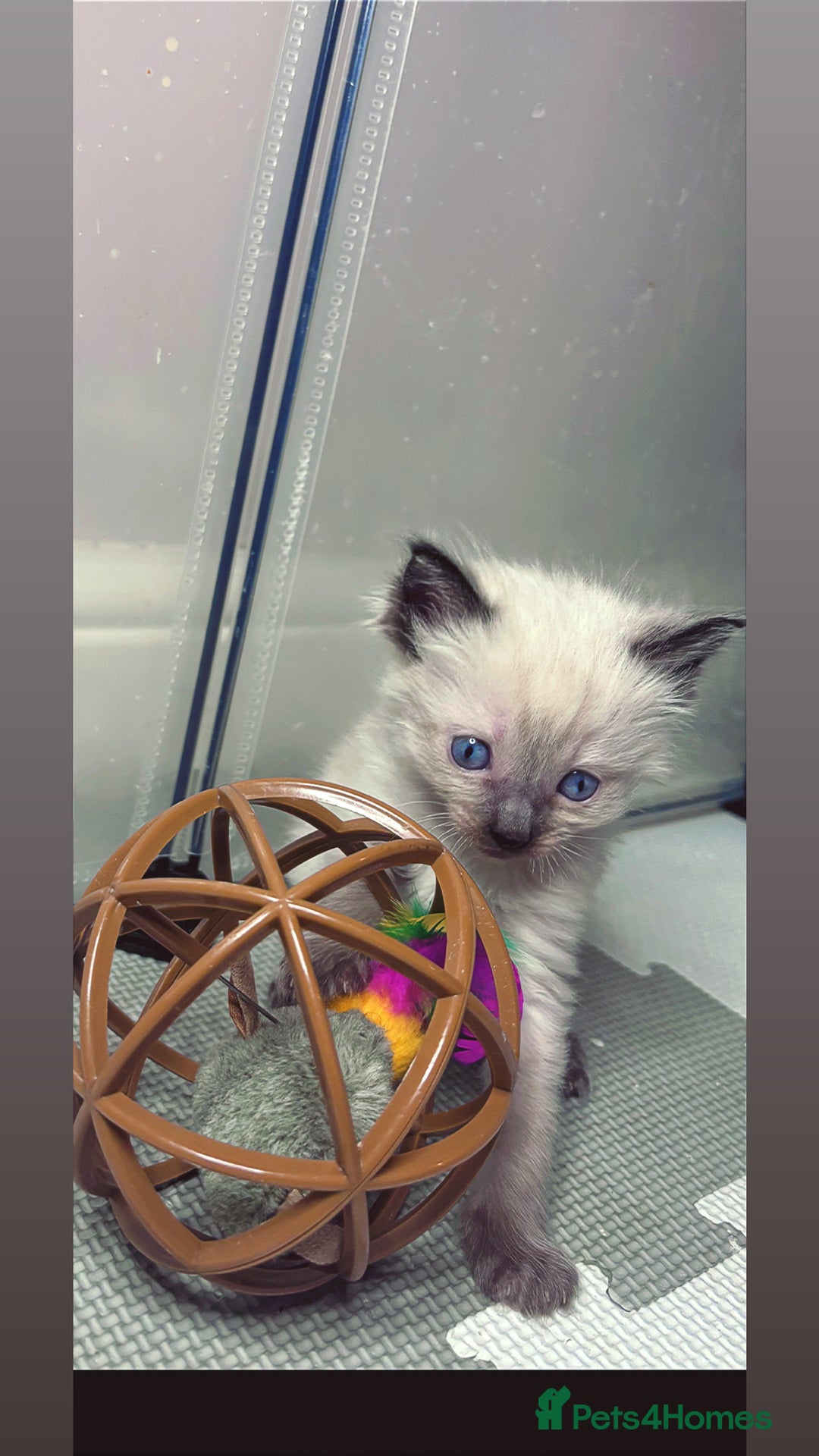 Ragdoll cats for sale: 6 adorable ragdoll kittens 🩷🩵 - Image 8