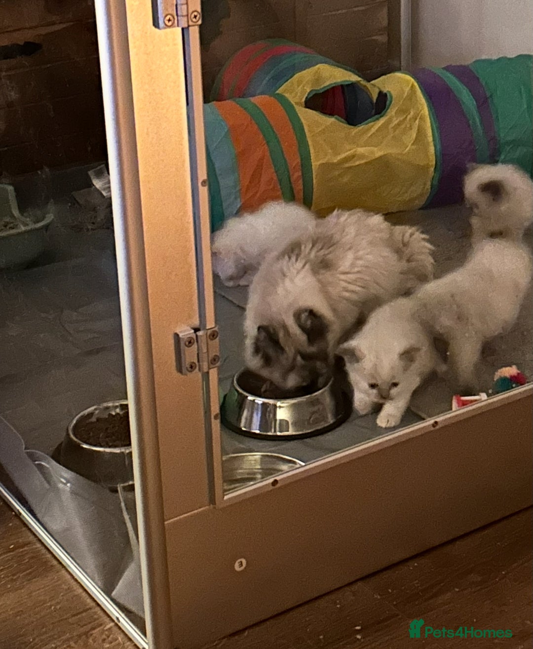 Ragdoll cats for sale: One Stunning Ragdoll Kitten Available Now - Image 8