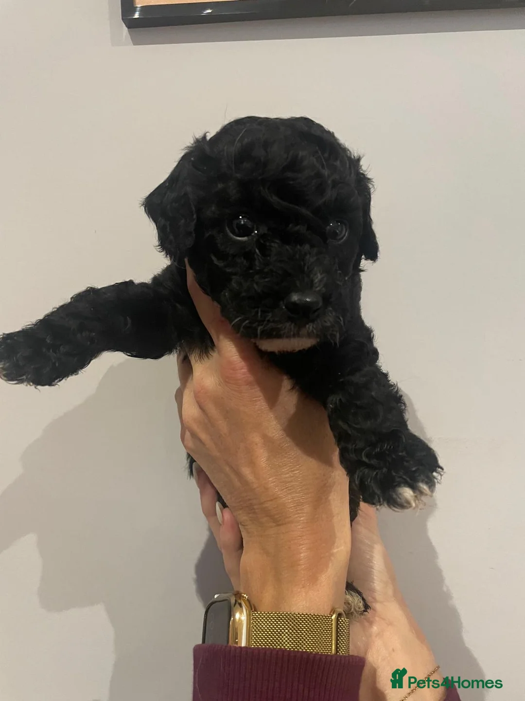 Cavapoo dogs for sale: Beautiful Cavapoo puppies for sale  - Advert 3